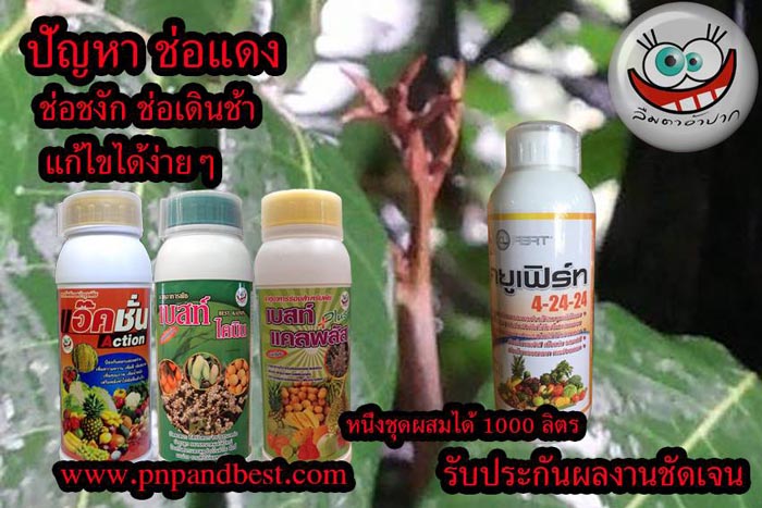 ชุดแก้ไขช่อดอกแดงชงักในลำไย