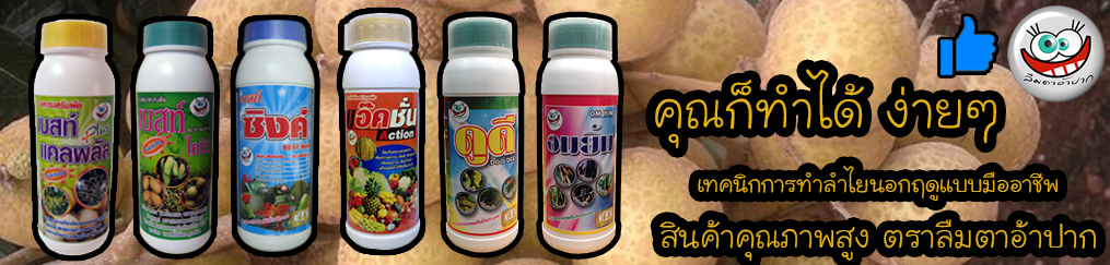 ลำไย,ลำไยนอกฤดู,การทำลำไย,บำรุงลำไย,ทำดอกลำไย,ตัดใบอ่อนลำไย