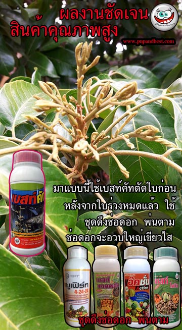ดึงช่อดอกลำไย