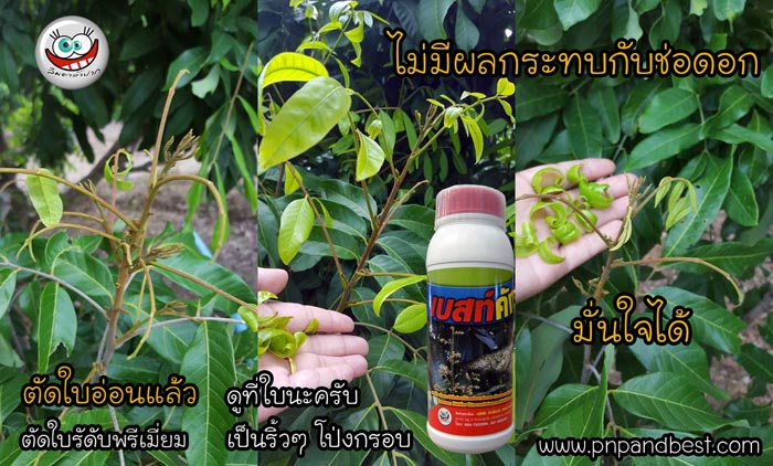 การตัดใบอ่อน ลำไย