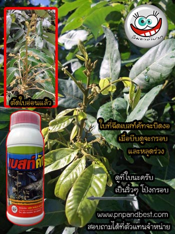 การตัดใบอ่อน ลำไย