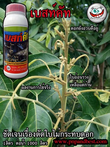 การตัดใบอ่อน ลำไย