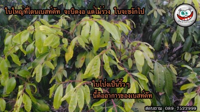 ใบใหญ่ โดนเบสท์คัท.jpg