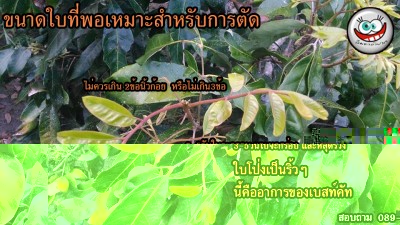 อาการใบเล็กที่โโนเบสท์คัท.jpg